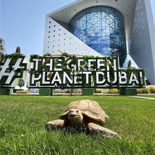 The highly successful ‘Camping in the Rainforest’ returns to The Green Planet Dubai this summer!